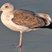 Western Gull